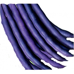 Nasiona Fasola szp. karł. fioletowa Purple Tor55