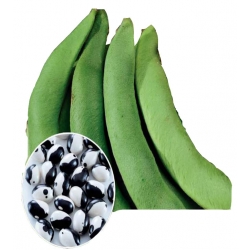 Nasiona Fasola szp. karł. YIN YANG Tor45