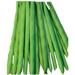 Nasiona Fasola szp. karł. zielonostr. Saxa Tor44