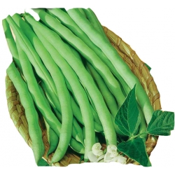 Nasiona Fasola szp. tyczna Hilds Tor46