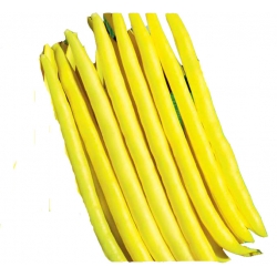 Nasiona Fasola szp. karł. żółtostr. Elektra Tor50