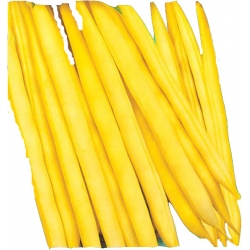 Nasiona Fasola szp. karł. żółtostr.Pantera Tor49