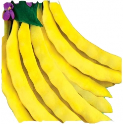 Nasiona Fasola szp. tyczna Goldmarie Tor54