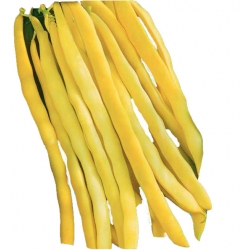 Nasiona Fasola szp. tyczna Neckargold Tor53