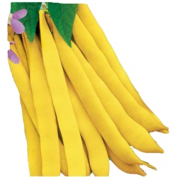 Nasiona Fasola szp. karł. Giallo Tor52