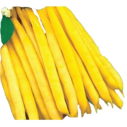 Nasiona Fasola szp. karł. żółtostr. Berggold Tor47