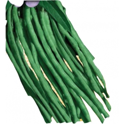 Nasiona Fasolnik Chiński Metro Tor60