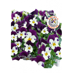 Nasiona Fiołek rogaty Johny Jump Up Tor327