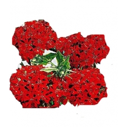 Nasiona Firletka Chalcedońska Tor328