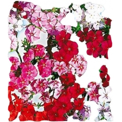 Nasiona Floks Drumonda Tor329