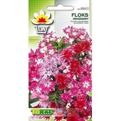 Nasiona Floks Gwiaździsty Tor330