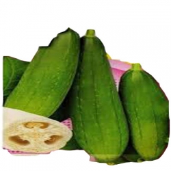 Nasiona Gąbczak walcowaty Tor334