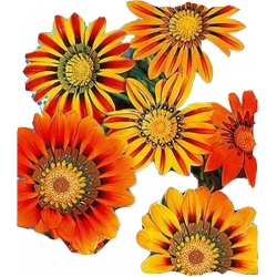 Nasiona Gazania błyszcząca Tor332