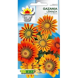 Nasiona Gazania błyszcząca Tor332