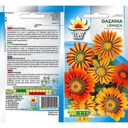 Nasiona Gazania błyszcząca Tor332