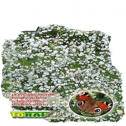 Nasiona Gipsówka wiechowata wieloletnia Tor335