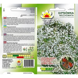 Nasiona Gipsówka wiechowata wieloletnia Tor335