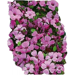 Nasiona Gipsówka wytworna Tor337