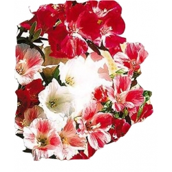 Nasiona Godecja wielkokw. Tor338