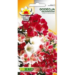 Nasiona Godecja wielkokw. Tor338