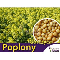 Nasiona Gorczyca biała Tor561
