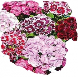 Nasiona Goździk brodaty Tor339