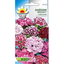 Nasiona Goździk brodaty Tor339