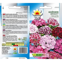 Nasiona Goździk brodaty Tor339