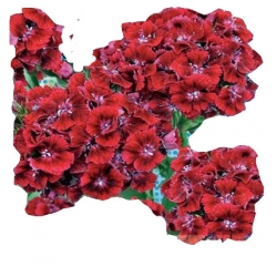 Nasiona Goździk brodaty Scarlet Beauty Tor340