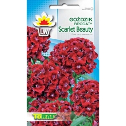 Nasiona Goździk brodaty Scarlet Beauty Tor340