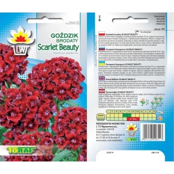 Nasiona Goździk brodaty Scarlet Beauty Tor340