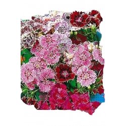 Nasiona Goździk chiński Tor341