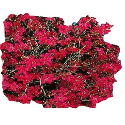 Nasiona Goździk kropkowany Tor343