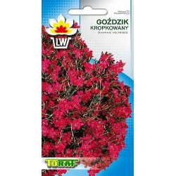 Nasiona Goździk kropkowany Tor343