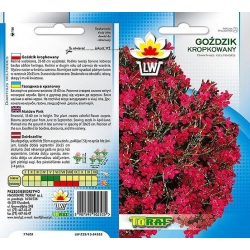 Nasiona Goździk kropkowany Tor343