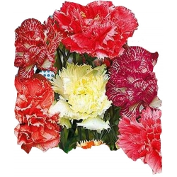 Nasiona Goździk ogrodowy Szabo Tor342