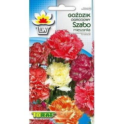 Nasiona Goździk ogrodowy Szabo Tor342