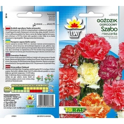 Nasiona Goździk ogrodowy Szabo Tor342