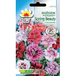 Nasiona Goździk pierzasty SPRING BEAUTY Tor344