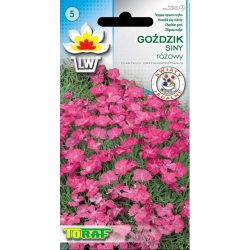 Nasiona Goździk siny Tor345