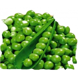 Nasiona Groch siewny łuskowy 6tygodniowy Tor65