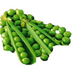 Nasiona Groch cukrowy Ambrosia Tor62