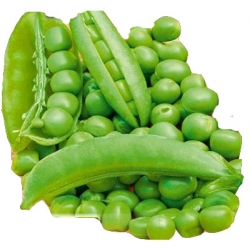 Nasiona Groch łuskowy Cud Kelwedonu Tor63