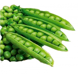 Nasiona Groch łuskowy Telefone Ana Tor64