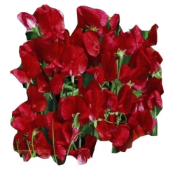 Nasiona Groszek pachnący Kenneth Tor349