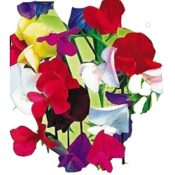 Nasiona Groszek pachnący Tor346