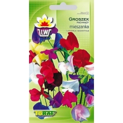 Nasiona Groszek pachnący Tor346