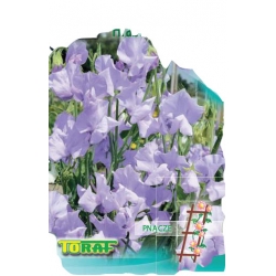 Nasiona Groszek pach. old Spice hrabina Cadogan Tor348