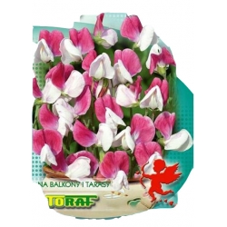 Nasiona Groszek pach. karłowy PINK CUPID Kupidyn Tor351