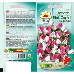 Nasiona Groszek pach. karłowy PINK CUPID Kupidyn Tor351